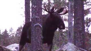 preview picture of video 'Moose calling in Sweden, very close...'