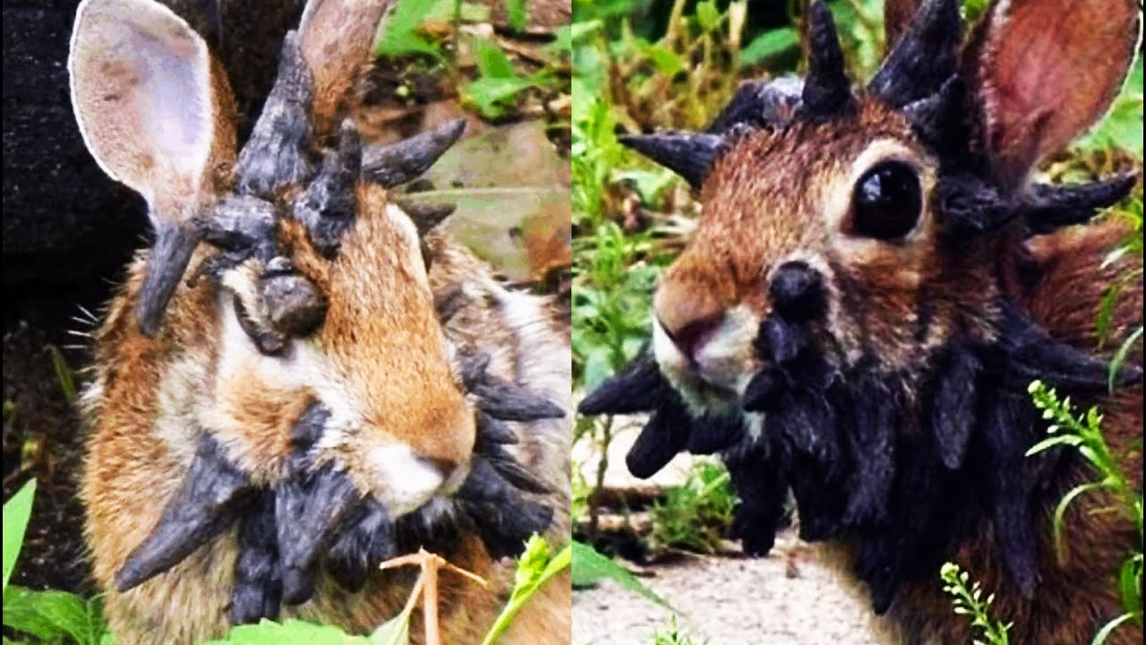 CONEJOS MUTANTES en ESTADOS UNIDOS? Tienen CUERNOS y TENTÁCULOS TODO por un EXTRAÑO VIRUS