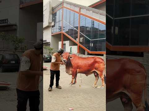Cow sold buyer shocked 😂😂 #funny #comedy #hablamepri