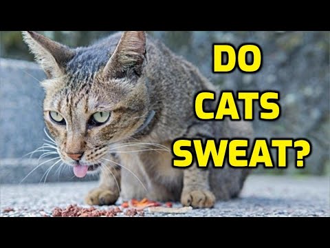 How Do Cats Cool Themselves Off In Hot Weather?