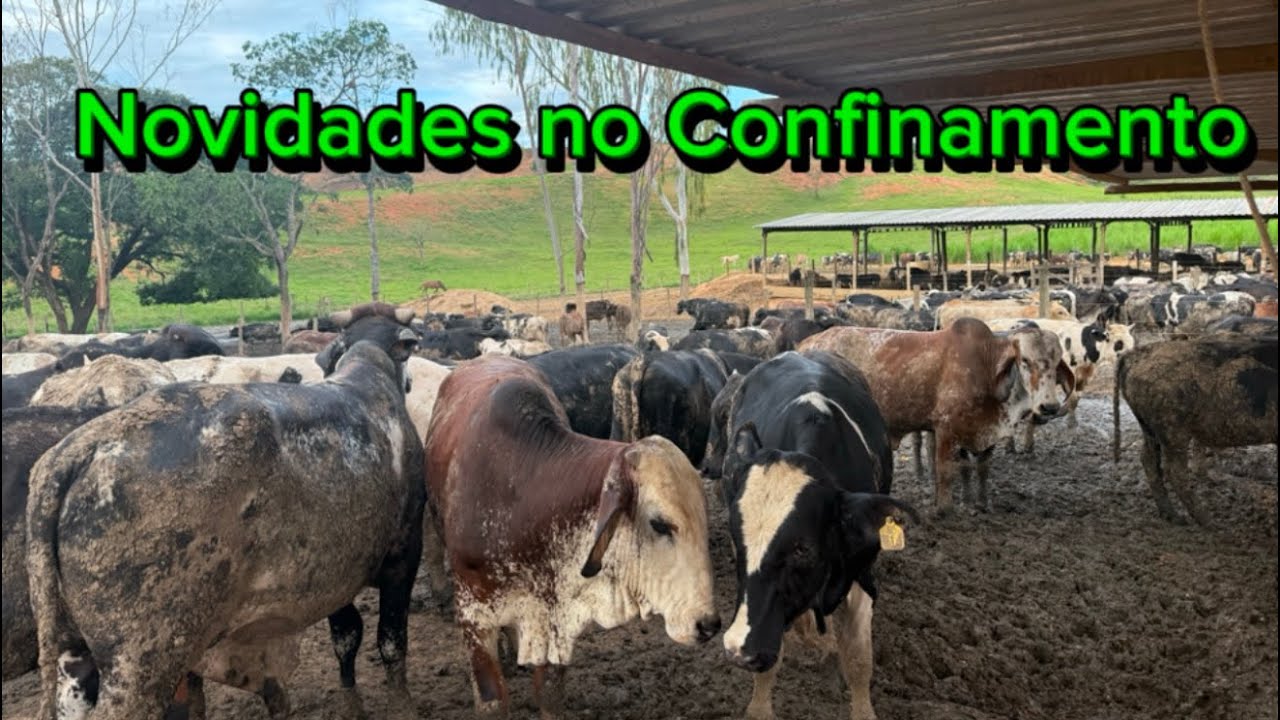 Comprei um brete pro Confinamento