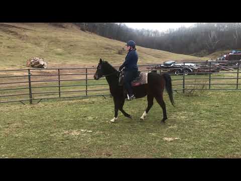2018 Midwest Horse Fair Application: Lynelle Hinkley & Cappy