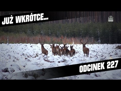 Darz Bór zapowiedź odcinka 227