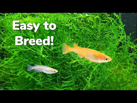 How to Breed Medaka Rice Fish Indoors: Getting the Most Fry!