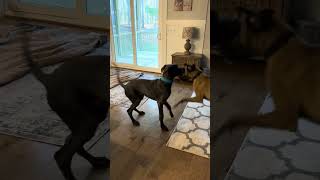 Video preview image #1 Great Dane Puppy For Sale in Huntersville, NC, USA