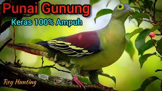 Download lagu SUARA PUNAI GUNUNG || Punai penganten durasi panjang mp3