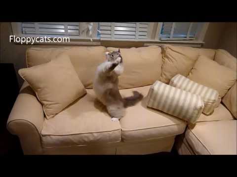 Homemade Cat Toy: Ragdoll Cats Play with Homemade Cat Toy - ねこ - ラグドール - Floppycats