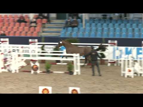 Kat. Nr. 12 Hengst v. Vivanero - His Moment/T *09.06.2023