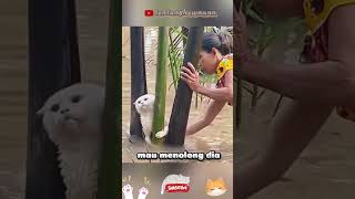 Download lagu menyelamatkan kucing terjebak banjir 🥹 mp3