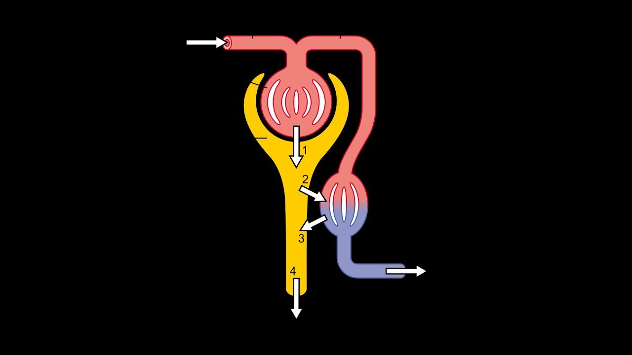 Manejo de sodio, cloro y agua por el riñón