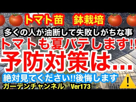 トマト: 苗の葉が黄色くなっているのはなぜですか?何をするか？  庭園