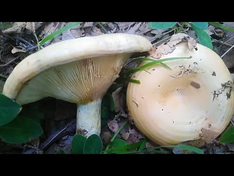 Jamičasta mlečnica, Lactarius scrobiculatus (alnicola)