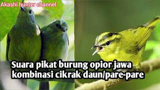 Download lagu Suara pikat burung opior jawa kombinasi pare-pare/cikrak daun mp3 mp3