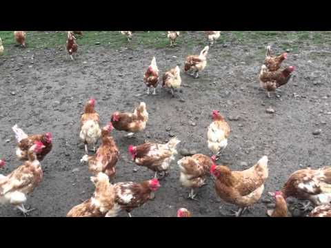 download lagu mp3 mp4 Bettys Farm Shop, download lagu Bettys Farm Shop gratis, unduh video klip Bettys Farm Shop