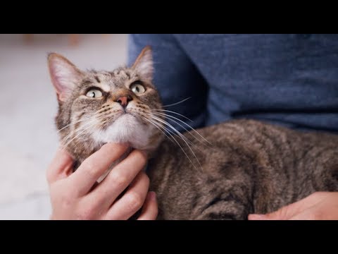 Cat Teeth Cleaning at Home | Petco - YouTube