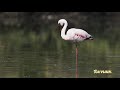 Lesser Flamingo