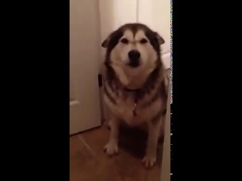 Mira lo que hace esta perrita cuando tiene que bañarse