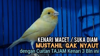 Download lagu Kenari gacor PAUD cuit cuit NgeroL - Pancingan kenari paud belajar bunyi & Ampuh untuk KENARI MACET mp3