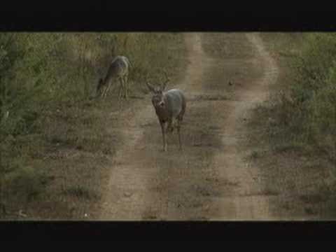 Deer Hunting - South Texas Deer Hunt 07 Part 1