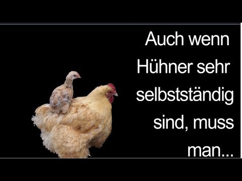 Hühnerhaltung der Informationsfilm