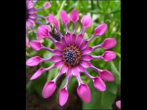 Parvin Atashe Del آتش دل با صدای پروین