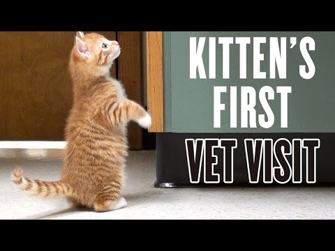 Kitten's First Vet Visit