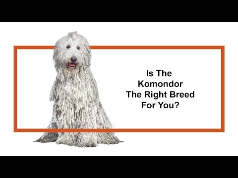 Komondor Breed Video