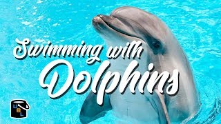 Swimming with Dolphins in the Florida Keys