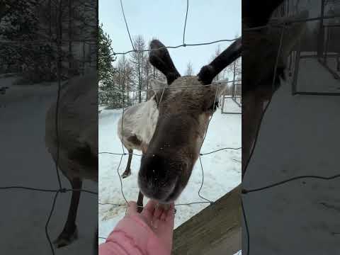 The reindeer 🥹🥹 #iceland #icelandtrip #icelandwinter #icelandadventure #icelandroadtrip