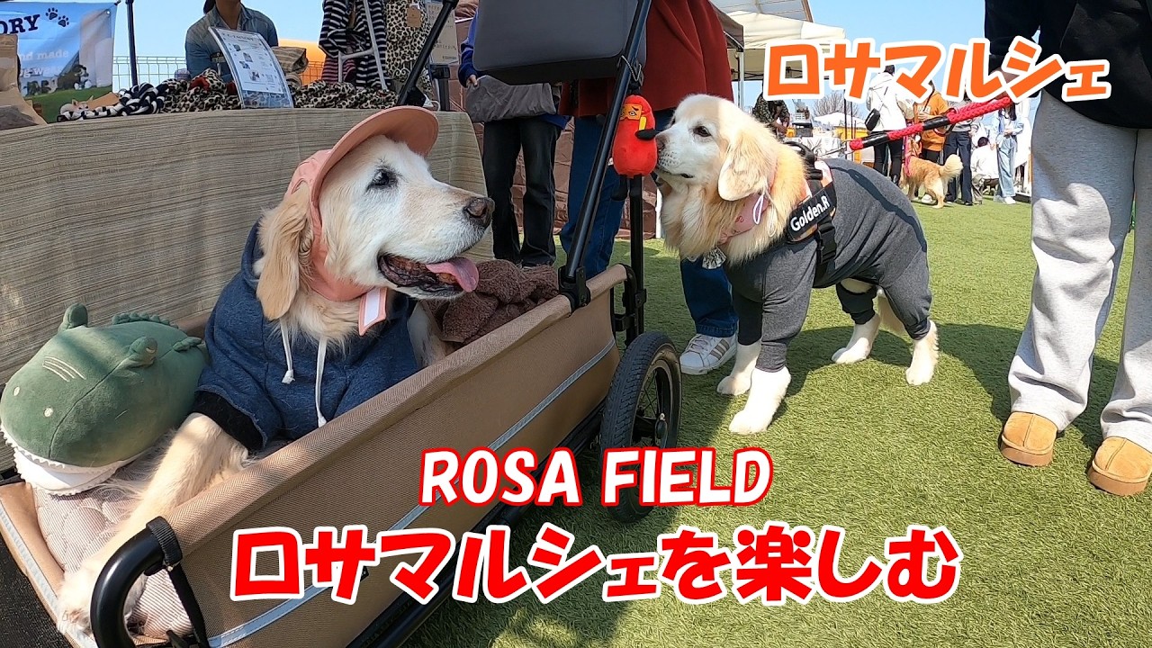 【感謝】ロサマルシェで、たくさんの方に声をかけていただけて嬉しかったです。ありがとうございました。