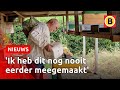 Honderden kilo's extra suiker om bijen te redden | Omroep Brabant