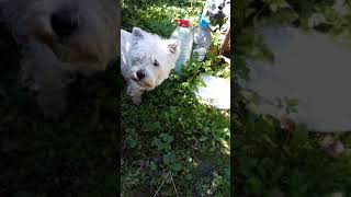 Невероятное зрелище на канале мишутка тв!😃😆😎🐕🐶
