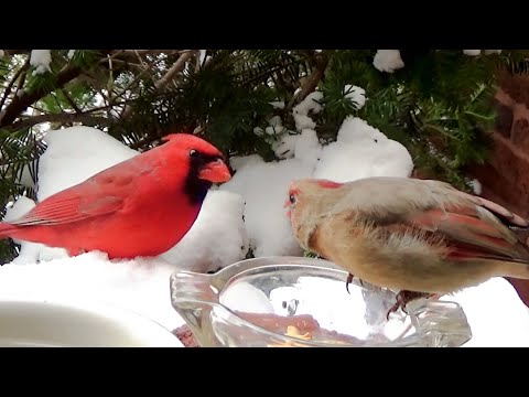 Northern Cardinals Charlie & Bessie 🐦 Christmas EDM Party in Snow❄️Inner-city birding Chicago【4K】