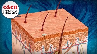 Why Does Your Hair Turn Gray? – Speaking of Chemistry