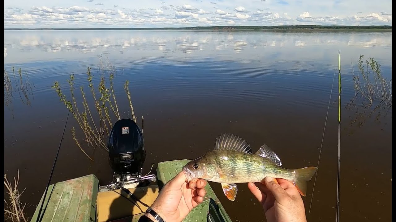 летняя рыбалка окуня видео