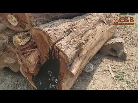 Round brown sheeham / shishu logs