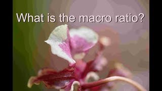 What is the macro ratio?