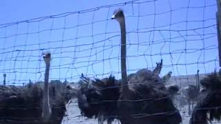 preview picture of video 'Ostrich Farm north of Oro Grande - 6/16/10'
