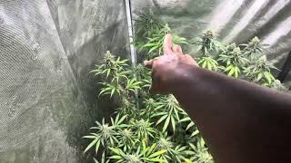 Boston Bob CapFish Tester: LA Soil Indoor update