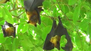 Flying Fox Bats near Bharatpur, Rajasthan