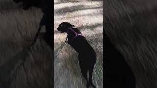 Video preview image #1 Labrador Retriever-Unknown Mix Puppy For Sale in Farmerville, LA, USA