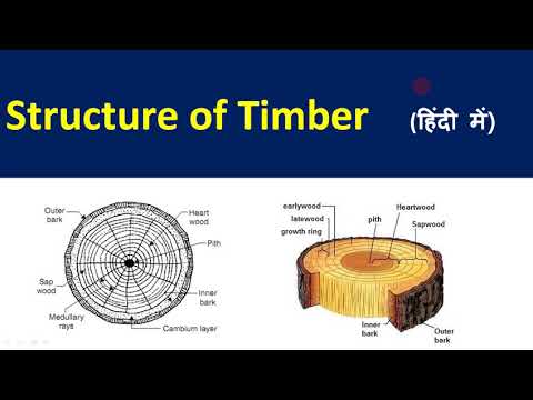 Structure of timber / Cross section of timber / Component of timber / Parts of timber / Timber
