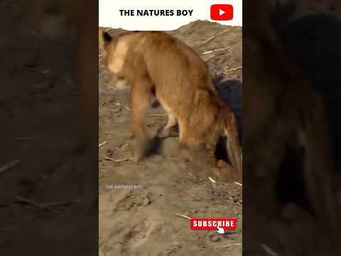 Injured & sick Lione walking painfully for water #shorts #lion #wildanimals