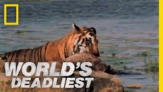 World's Deadliest - Tiger vs. Deer