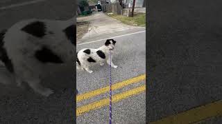 Video preview image #1 Great Pyrenees Puppy For Sale in Spring, TX, USA