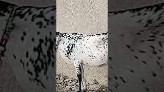 Rumi Goat Farm — Beautiful Goats