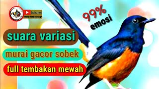 Download lagu variasi tembakan murai batu full tembakan mewah |masteran Murai mp3