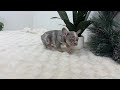 French Bulldog dogs for sale: Filo - Video 1
