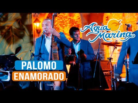 Agua Marina - Palomo Enamorado (En Vivo)