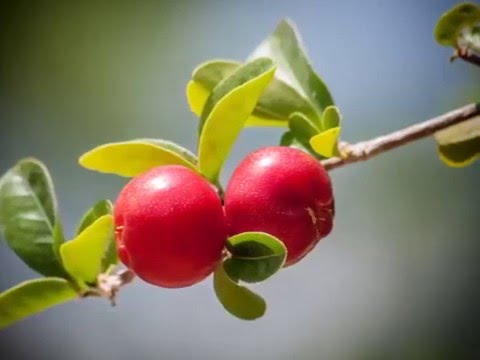 Music Classik electro and Andy G. Cohen - Trophy Endorphins